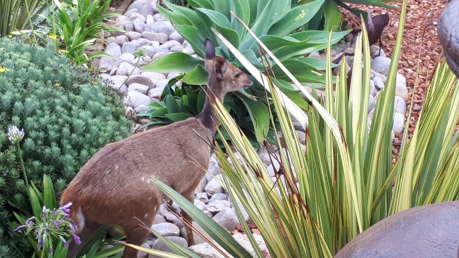 5 Bedroom Property for Sale in Dana Bay Western Cape